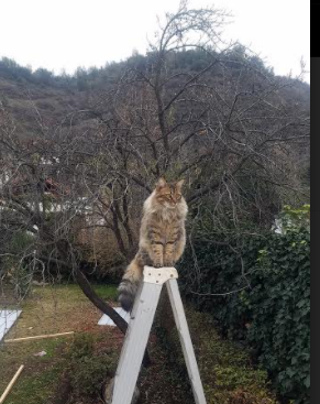 爱游戏入口-绝杀的艺术，马丁内利一剑封喉，国际米兰在诺坎普绘下史诗瞬间