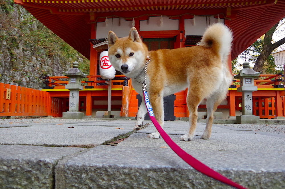 猎场法则，当红牛开始清扫赛道—汉密尔顿如何成为索伯之夜的唯一变数