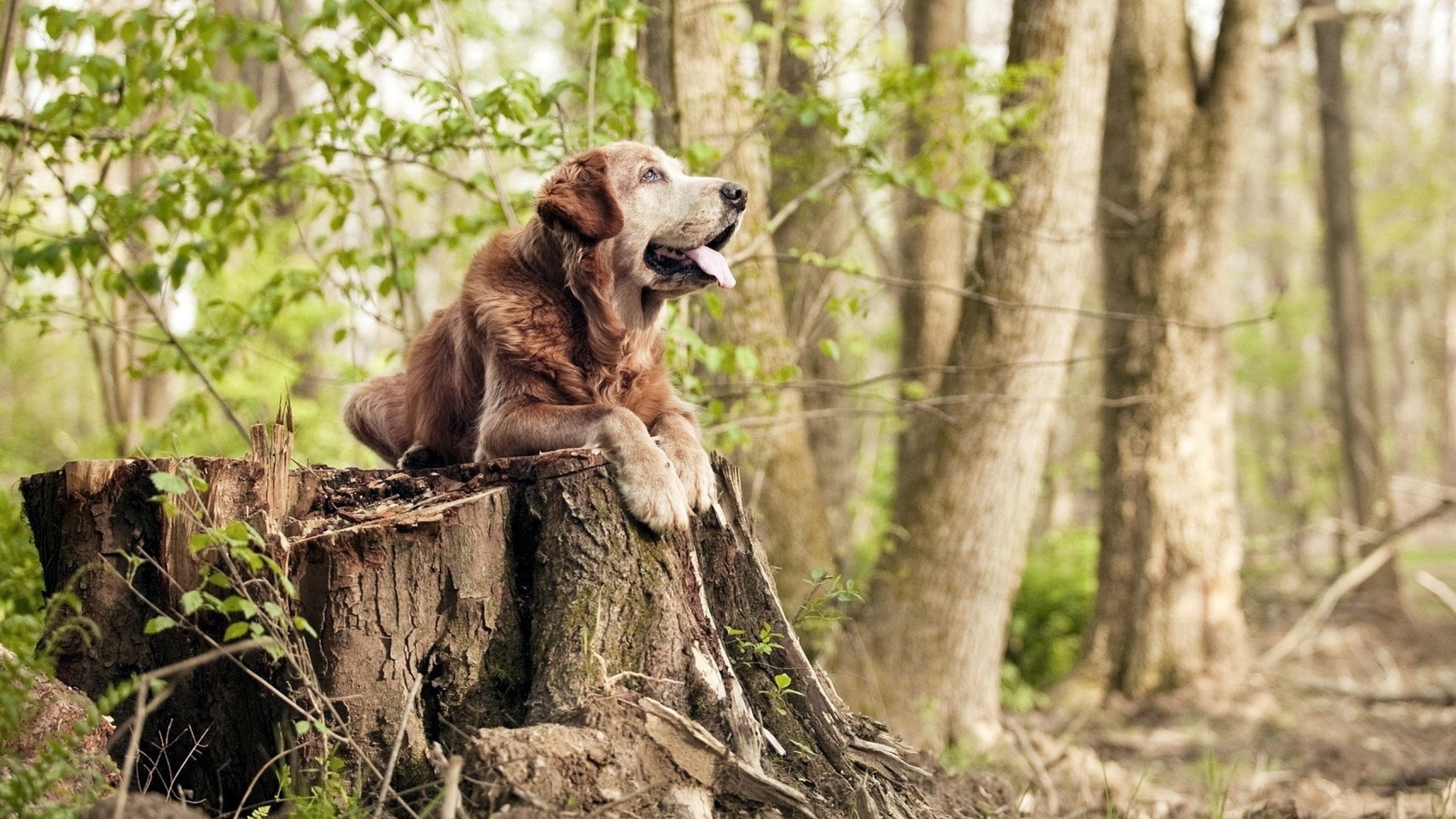 爱游戏大厅-当错误成为关键，韩国如何凭借非常规武器努涅斯决胜伊朗