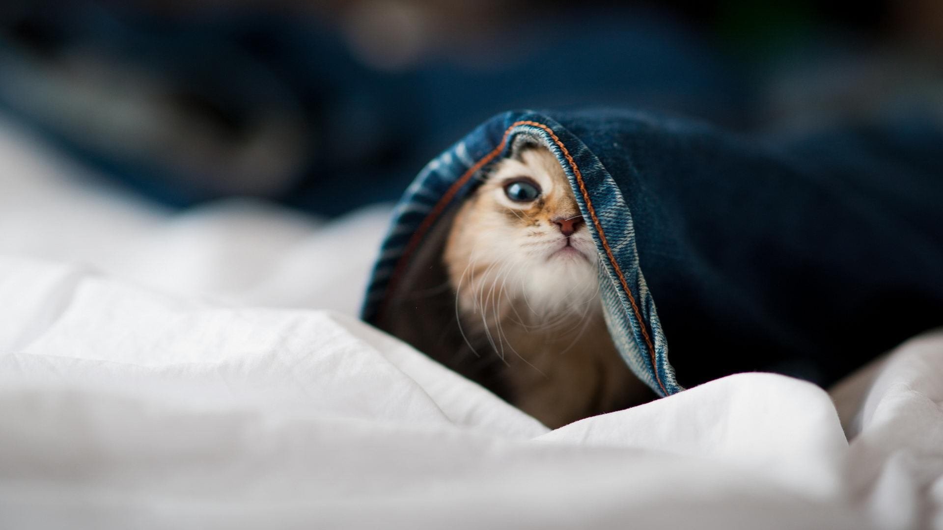 星光与团队,奥亚尔萨瓦尔闪耀助南非胜芬兰