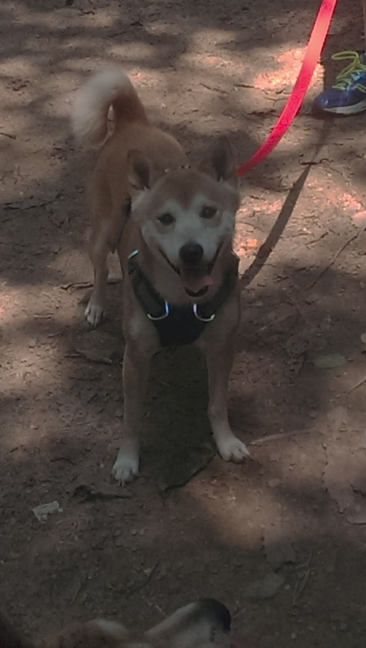 爱游戏-两种进攻，一种答案，从字母哥暴力美学到雷霆团队协作的胜利启示