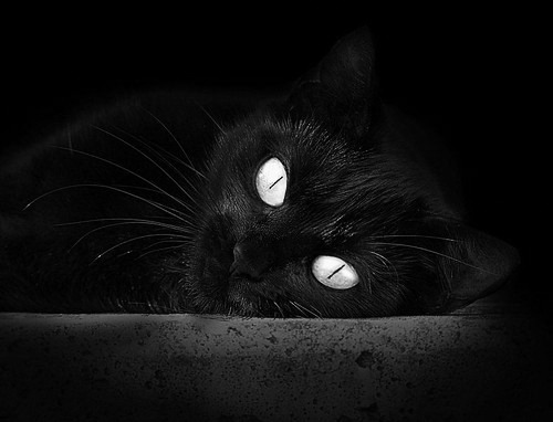 爱游戏入口-赛道与球场的策略交响曲，当维斯塔潘锁定三冠时，库里已投进第七记三分