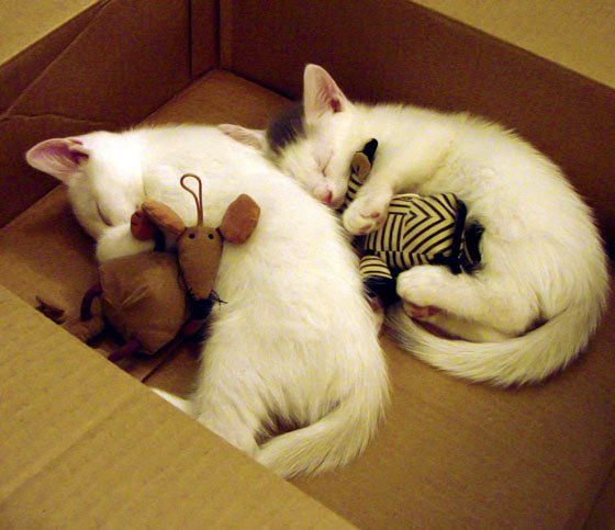 爱游戏-足球的烈火与篮球的冰封，当孙兴慜的个人英雄主义照亮中国男篮的团队暗礁