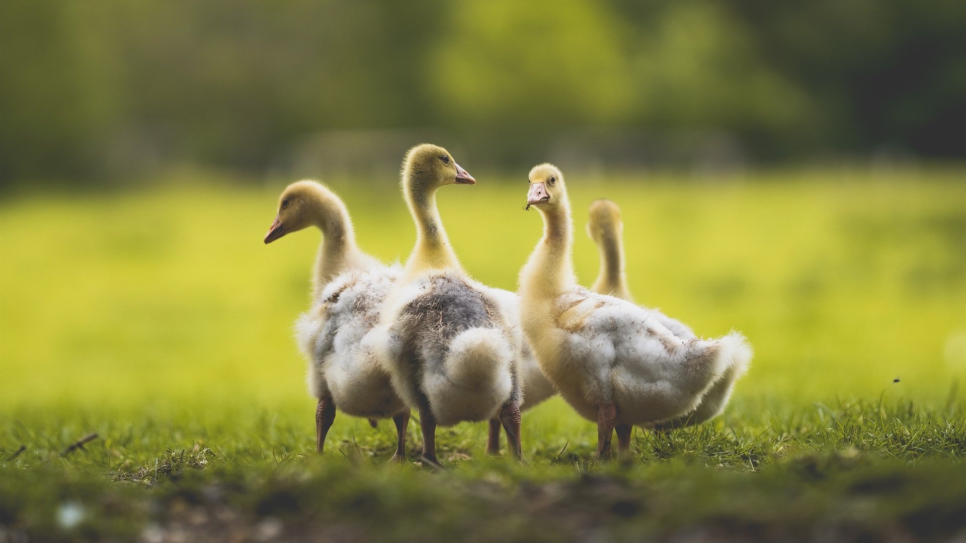 当伦纳德降临CBA,吉林绝境逆袭,一波流卷走新疆