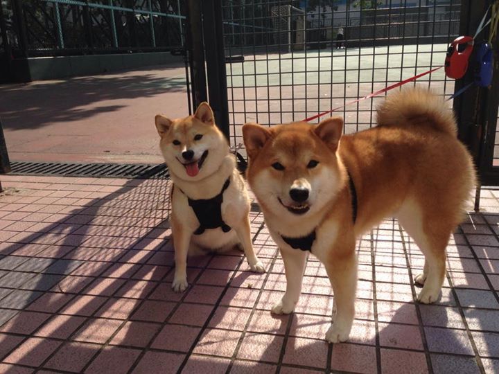 绝杀!当里程碑被挡在门外的瞬间,另一场胜利正在尖叫