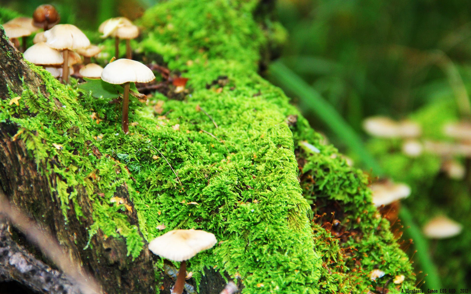 久保建英压制级发挥引领埃及阿尔阿赫利决胜局掀翻AC米兰