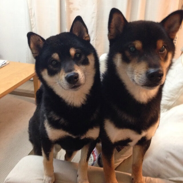 特奥一剑封喉,荷兰收割瑞典的北欧夜晚