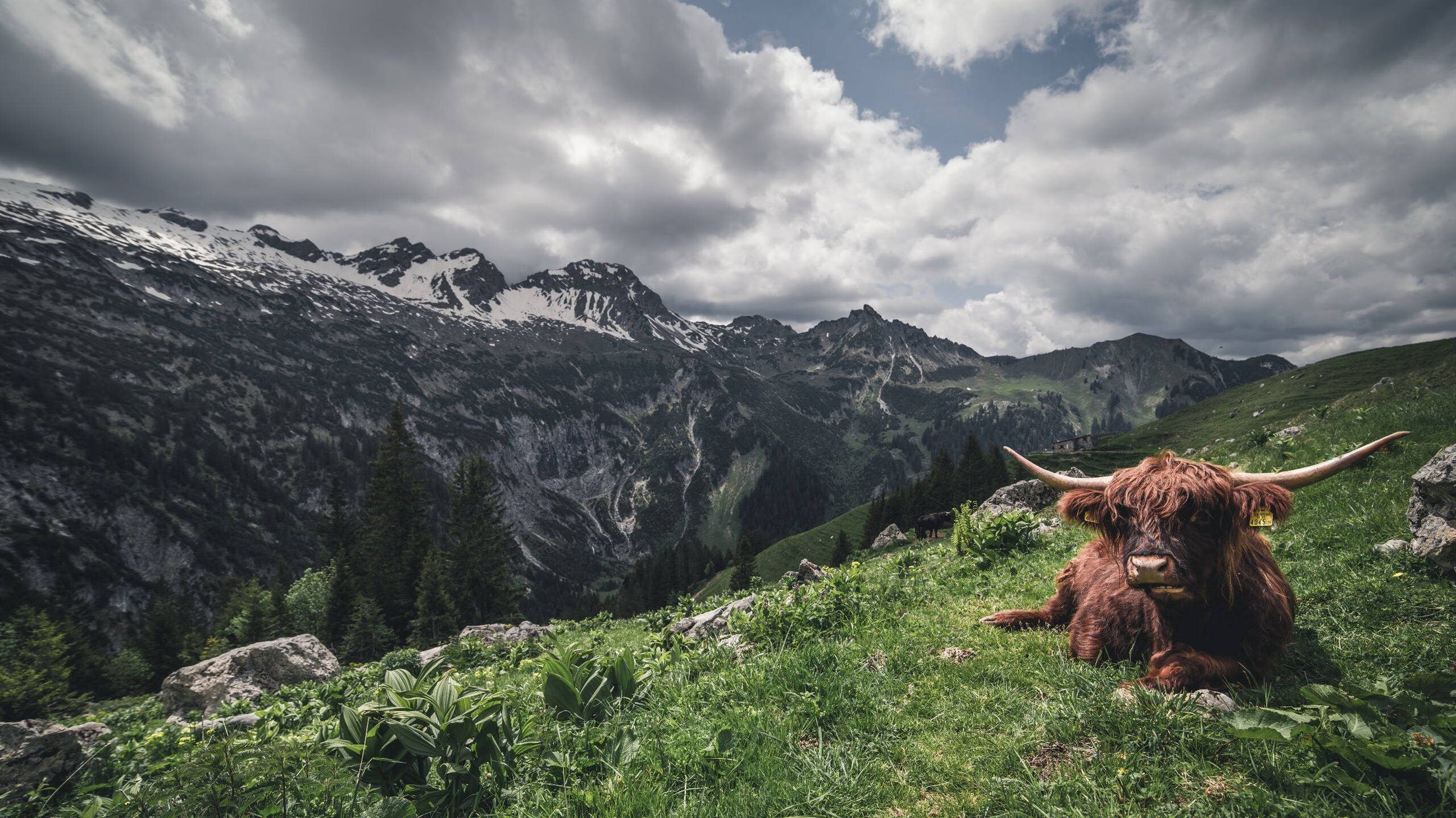 奥运周期焦点战，挪威雪上霸主击溃德国，关键胜利锁定优势