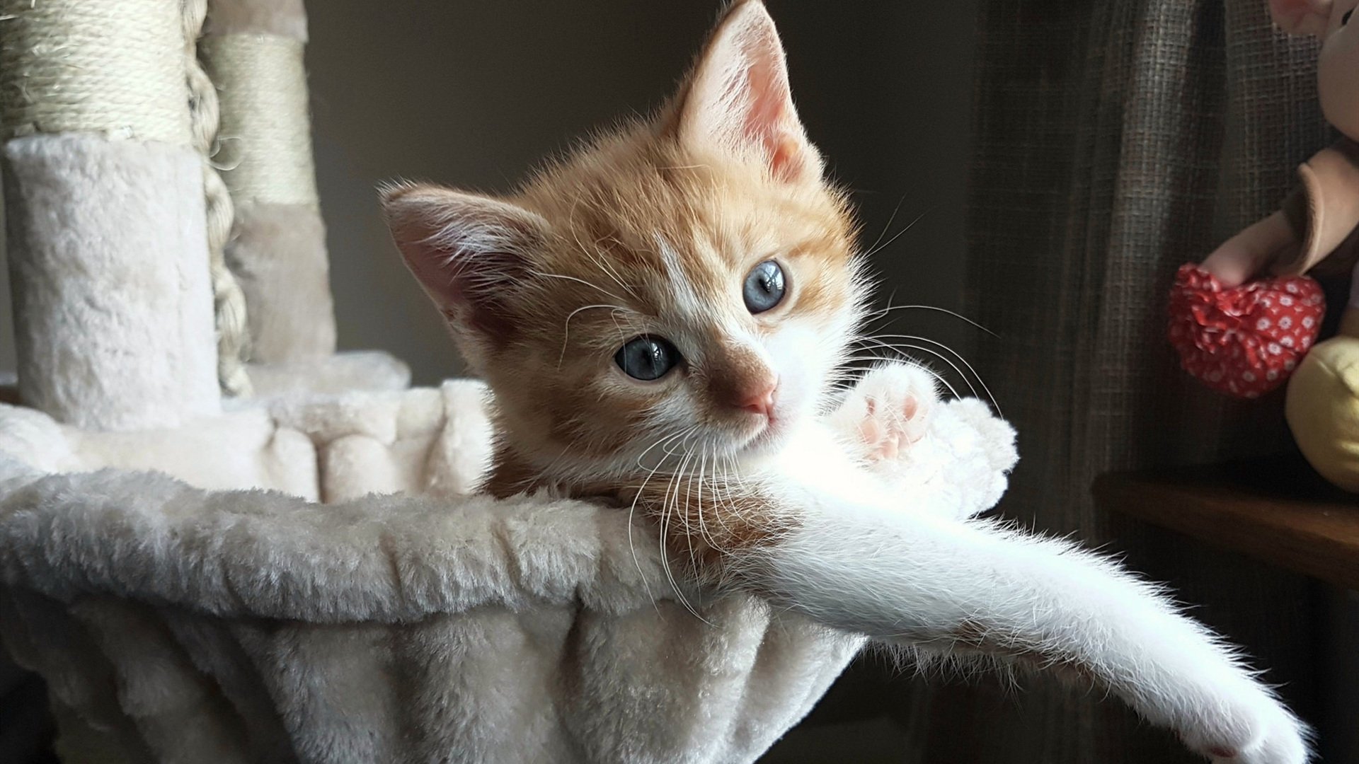 麦迪逊花园的尖啸之夜,米切尔一剑封喉定乾坤