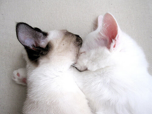 爱游戏大厅-逆袭之夜！浙江队爆冷力克鹈鹕，戈贝尔末节统治攻防成关键先生